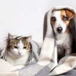 Cat and dog under blanket