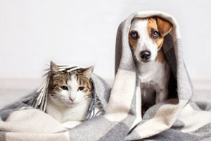 Cat and dog under blanket